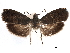  ( - CCDB-29462-H03)  @11 [ ] CreativeCommons - Attribution (2018) CBG Photography Group Centre for Biodiversity Genomics