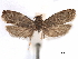  (Icelita grossoperas - CCDB-29462-H04)  @11 [ ] CreativeCommons - Attribution (2018) CBG Photography Group Centre for Biodiversity Genomics