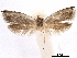  (Leurogyia fijiensis - CCDB-29462-H05)  @11 [ ] CreativeCommons - Attribution (2018) CBG Photography Group Centre for Biodiversity Genomics