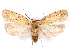  ( - CCDB-29463-B01)  @11 [ ] CreativeCommons - Attribution (2017) CBG Photography Group Centre for Biodiversity Genomics