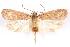  (Depressaria juliella - CCDB-29463-B03)  @11 [ ] CreativeCommons - Attribution (2017) CBG Photography Group Centre for Biodiversity Genomics