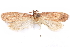  ( - CCDB-29463-B04)  @11 [ ] CreativeCommons - Attribution (2017) CBG Photography Group Centre for Biodiversity Genomics
