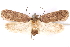  ( - CCDB-29463-B10)  @11 [ ] CreativeCommons - Attribution (2017) CBG Photography Group Centre for Biodiversity Genomics