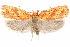  ( - CCDB-29463-D01)  @11 [ ] CreativeCommons - Attribution (2017) CBG Photography Group Centre for Biodiversity Genomics