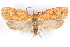 ( - CCDB-29463-D02)  @11 [ ] CreativeCommons - Attribution (2017) CBG Photography Group Centre for Biodiversity Genomics