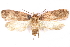  ( - CCDB-29463-D07)  @11 [ ] CreativeCommons - Attribution (2017) CBG Photography Group Centre for Biodiversity Genomics