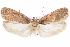  ( - CCDB-29463-D10)  @11 [ ] CreativeCommons - Attribution (2017) CBG Photography Group Centre for Biodiversity Genomics