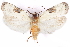  ( - CCDB-29463-D11)  @11 [ ] CreativeCommons - Attribution (2017) CBG Photography Group Centre for Biodiversity Genomics