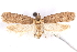  (Exaeretia nechlys - CCDB-29463-E04)  @11 [ ] CreativeCommons - Attribution (2017) CBG Photography Group Centre for Biodiversity Genomics