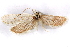  ( - CCDB-29463-E07)  @11 [ ] CreativeCommons - Attribution (2017) CBG Photography Group Centre for Biodiversity Genomics
