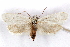  ( - CCDB-29463-E08)  @11 [ ] CreativeCommons - Attribution (2017) CBG Photography Group Centre for Biodiversity Genomics