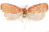  (Himmacia cupidinea - CCDB-29463-F03)  @11 [ ] CreativeCommons - Attribution (2017) CBG Photography Group Centre for Biodiversity Genomics