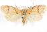  (Himmacia deligata - CCDB-29463-F04)  @11 [ ] CreativeCommons - Attribution (2017) CBG Photography Group Centre for Biodiversity Genomics