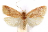  (Himmacia genuina - CCDB-29463-F07)  @11 [ ] CreativeCommons - Attribution (2017) CBG Photography Group Centre for Biodiversity Genomics