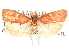  ( - CCDB-29463-F10)  @11 [ ] CreativeCommons - Attribution (2017) CBG Photography Group Centre for Biodiversity Genomics