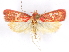  ( - CCDB-29463-F11)  @11 [ ] CreativeCommons - Attribution (2017) CBG Photography Group Centre for Biodiversity Genomics