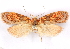  ( - CCDB-29463-F12)  @11 [ ] CreativeCommons - Attribution (2017) CBG Photography Group Centre for Biodiversity Genomics