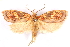  (Himmacia miniata - CCDB-29463-G01)  @11 [ ] CreativeCommons - Attribution (2017) CBG Photography Group Centre for Biodiversity Genomics