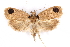  (Himmacia neospila - CCDB-29463-G02)  @11 [ ] CreativeCommons - Attribution (2017) CBG Photography Group Centre for Biodiversity Genomics