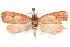  ( - CCDB-29463-G05)  @11 [ ] CreativeCommons - Attribution (2017) CBG Photography Group Centre for Biodiversity Genomics