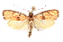  (Himmacia signifera - CCDB-29463-G07)  @11 [ ] CreativeCommons - Attribution (2017) CBG Photography Group Centre for Biodiversity Genomics
