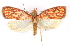  (Himmacia textrina - CCDB-29463-G08)  @11 [ ] CreativeCommons - Attribution (2017) CBG Photography Group Centre for Biodiversity Genomics