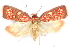  ( - CCDB-29463-G10)  @11 [ ] CreativeCommons - Attribution (2017) CBG Photography Group Centre for Biodiversity Genomics