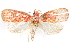  (Himmacia trailii - CCDB-29463-G11)  @11 [ ] CreativeCommons - Attribution (2017) CBG Photography Group Centre for Biodiversity Genomics