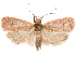  ( - CCDB-29463-H02)  @11 [ ] CreativeCommons - Attribution (2017) CBG Photography Group Centre for Biodiversity Genomics