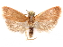  (Machimia analis - CCDB-29463-H03)  @11 [ ] CreativeCommons - Attribution (2017) CBG Photography Group Centre for Biodiversity Genomics