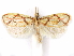  (Machimia diagraphica - CCDB-29463-H07)  @11 [ ] CreativeCommons - Attribution (2017) CBG Photography Group Centre for Biodiversity Genomics