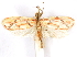  ( - CCDB-29463-H08)  @11 [ ] CreativeCommons - Attribution (2017) CBG Photography Group Centre for Biodiversity Genomics