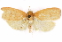  (Machimia flava - CCDB-29463-H10)  @11 [ ] CreativeCommons - Attribution (2017) CBG Photography Group Centre for Biodiversity Genomics