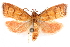  (Machimia illuminella - CCDB-29463-H11)  @11 [ ] CreativeCommons - Attribution (2017) CBG Photography Group Centre for Biodiversity Genomics