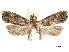  (Mimperiphoeba - CCDB-29464-A02)  @11 [ ] CreativeCommons - Attribution (2018) CBG Photography Group Centre for Biodiversity Genomics
