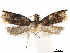  (Pseudancylis - CCDB-29464-B10)  @11 [ ] CreativeCommons - Attribution (2018) CBG Photography Group Centre for Biodiversity Genomics