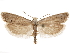  (Pelochrista argentiablana - CCDB-29464-C05)  @11 [ ] CreativeCommons - Attribution (2018) CBG Photography Group Centre for Biodiversity Genomics