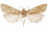  (Pelochrista aurantiaca - CCDB-29464-C07)  @11 [ ] CreativeCommons - Attribution (2018) CBG Photography Group Centre for Biodiversity Genomics