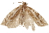 ( - CCDB-29464-C10)  @11 [ ] CreativeCommons - Attribution (2018) CBG Photography Group Centre for Biodiversity Genomics