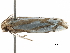  ( - CCDB-29464-C11)  @11 [ ] CreativeCommons - Attribution (2018) CBG Photography Group Centre for Biodiversity Genomics