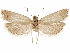  ( - CCDB-29464-D03)  @11 [ ] CreativeCommons - Attribution (2018) CBG Photography Group Centre for Biodiversity Genomics