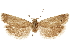 (Pelochrista comancheana - CCDB-29464-D04)  @11 [ ] CreativeCommons - Attribution (2018) CBG Photography Group Centre for Biodiversity Genomics