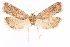  (Pelochrista denverana - CCDB-29464-D07)  @11 [ ] CreativeCommons - Attribution (2018) CBG Photography Group Centre for Biodiversity Genomics