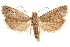  ( - CCDB-29464-D10)  @14 [ ] CreativeCommons - Attribution (2018) CBG Photography Group Centre for Biodiversity Genomics