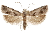  ( - CCDB-29464-E02)  @11 [ ] CreativeCommons - Attribution (2018) CBG Photography Group Centre for Biodiversity Genomics