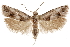 (Pelochrista erema - CCDB-29464-E04)  @11 [ ] CreativeCommons - Attribution (2018) CBG Photography Group Centre for Biodiversity Genomics
