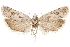  (Pelochrista fremonti - CCDB-29464-E05)  @11 [ ] CreativeCommons - Attribution (2018) CBG Photography Group Centre for Biodiversity Genomics