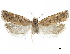  (Pelochrista flava - CCDB-29464-E06)  @11 [ ] CreativeCommons - Attribution (2018) CBG Photography Group Centre for Biodiversity Genomics