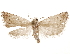  ( - CCDB-29464-E08)  @11 [ ] CreativeCommons - Attribution (2018) CBG Photography Group Centre for Biodiversity Genomics