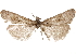  ( - CCDB-29464-E09)  @11 [ ] CreativeCommons - Attribution (2018) CBG Photography Group Centre for Biodiversity Genomics